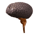 cervello 2.gif